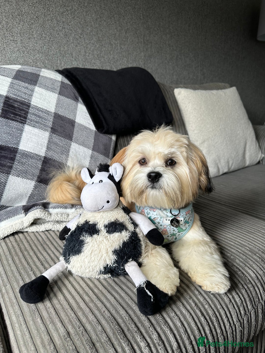 Lhasa Apso dogs for stud: KC Registered Lhasa Apso Stud - Advert 13