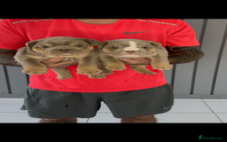 English Bulldog dogs for sale: Bulldogs ready to go!  - Image 2