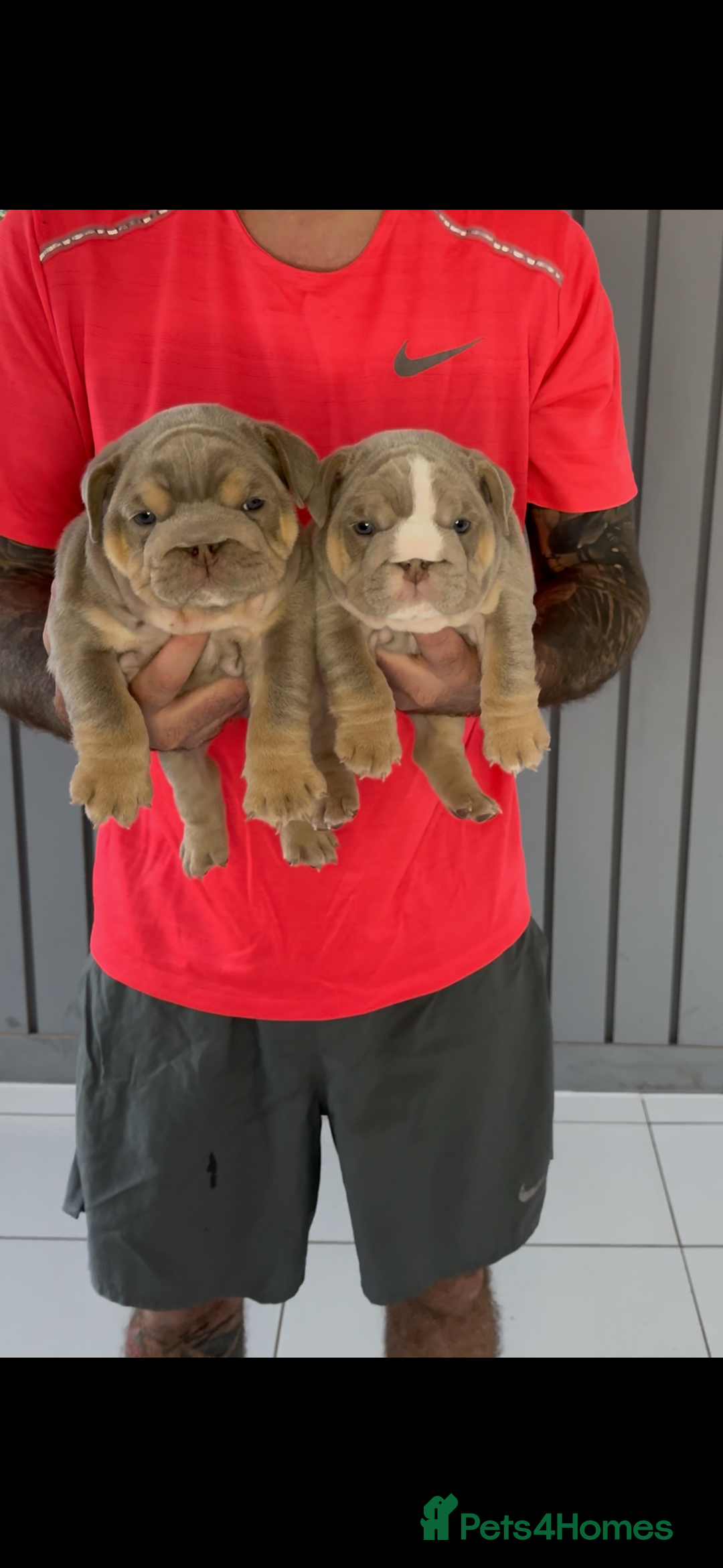 English Bulldog dogs for sale: Bulldogs ready to go!  - Image 2