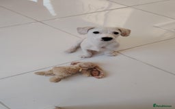 Mixed Breed dogs for sale: Beautiful boy looking for a forever home  - Image 1