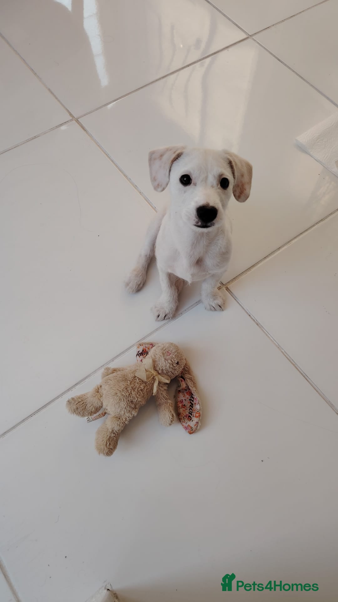 Mixed Breed dogs for sale: Beautiful boy looking for a forever home  - Image 1