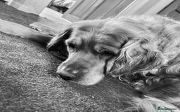 Golden Retriever dogs for sale: **True Gold** Pure Golden Retriever Puppies - Image 7