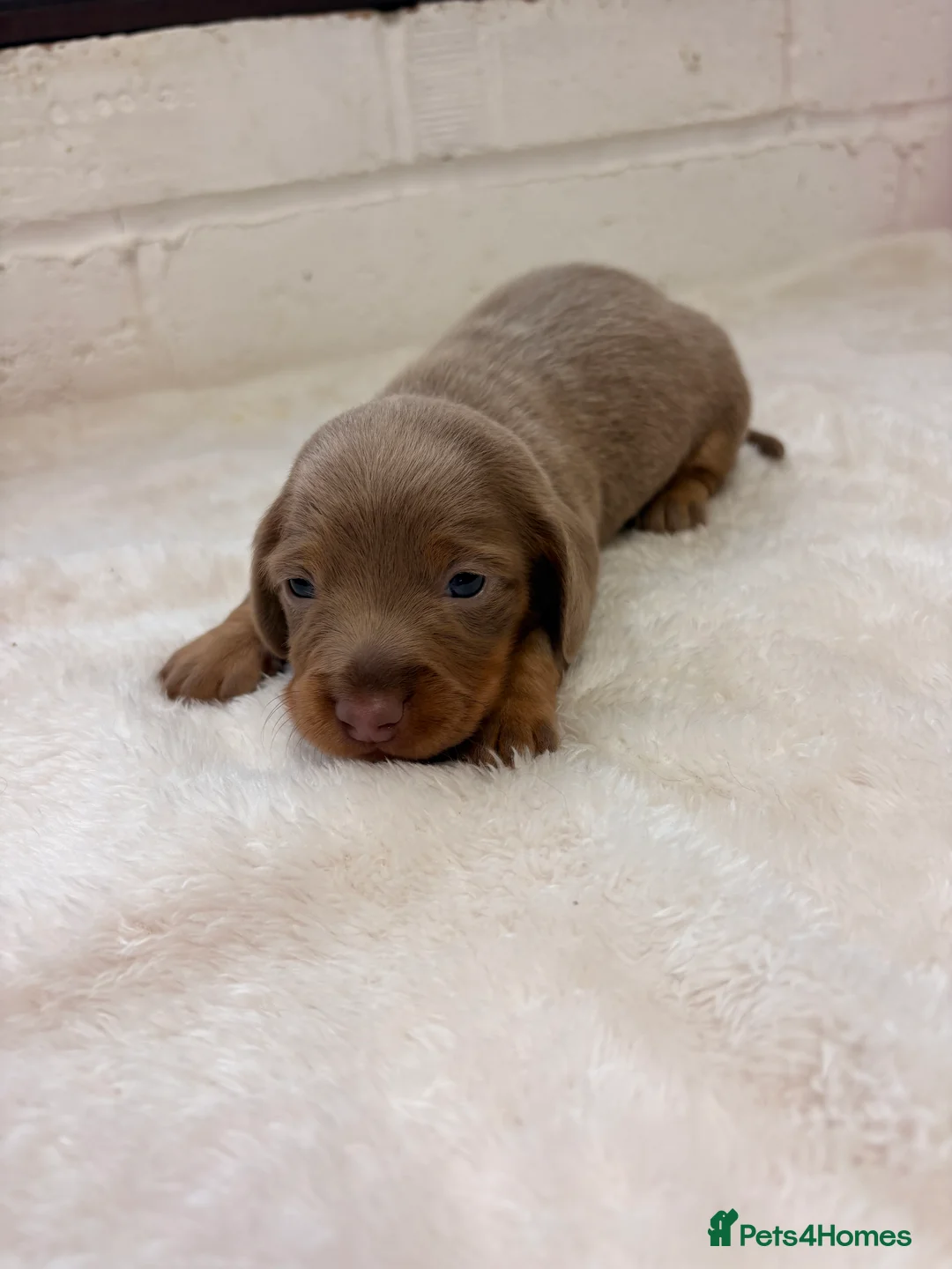 Dachshund dogs for sale: 4 mini dachshund  in Maidstone - Advert 11