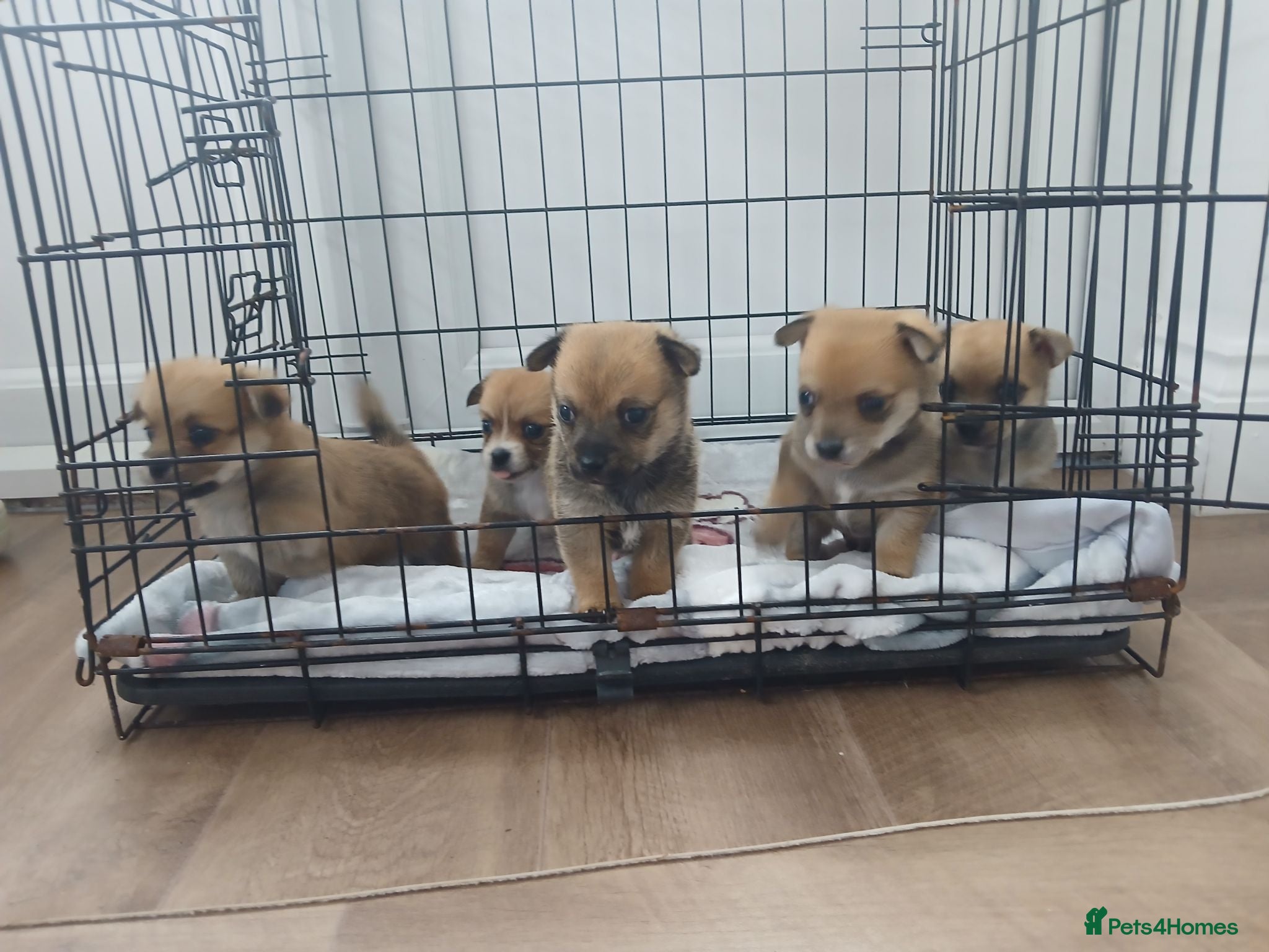 Pomchi dogs Pomchi - Advert 1