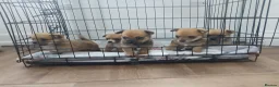 Pomchi dogs for sale: Pomchi - Advert 1