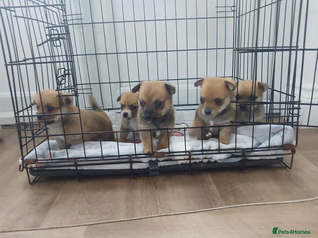 Pomchi dogs for sale: Pomchi - Advert 1