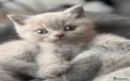 British Shorthair cats for sale: Amazing GCCF registered British shorthair kitten - Image 2