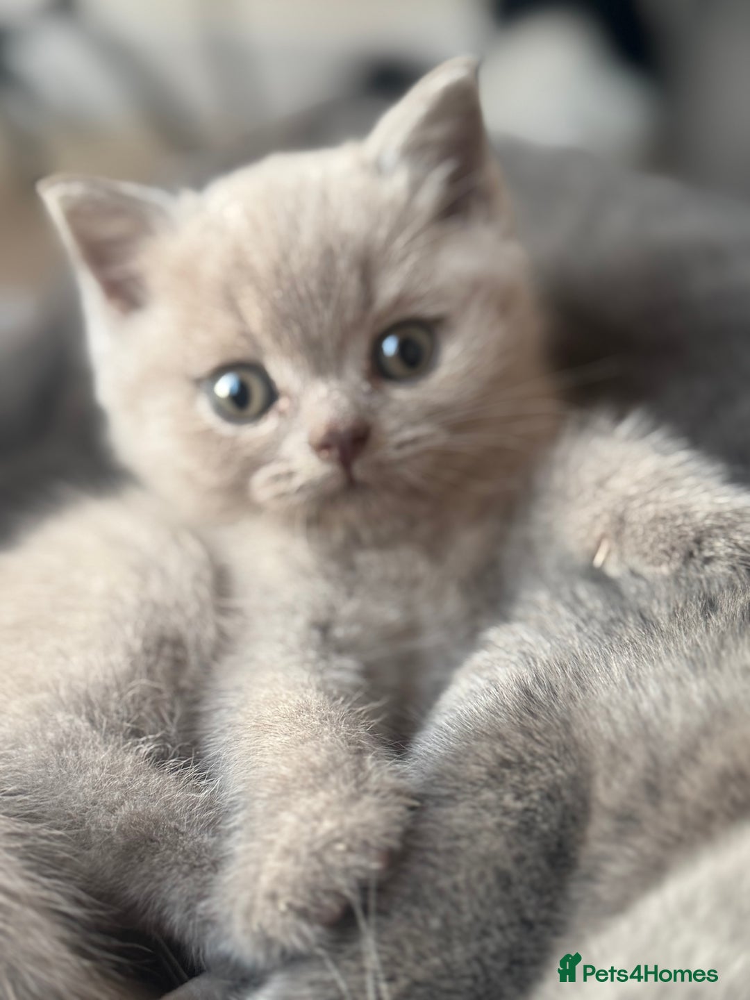 British Shorthair cats for sale: Amazing GCCF registered British shorthair kitten - Image 2