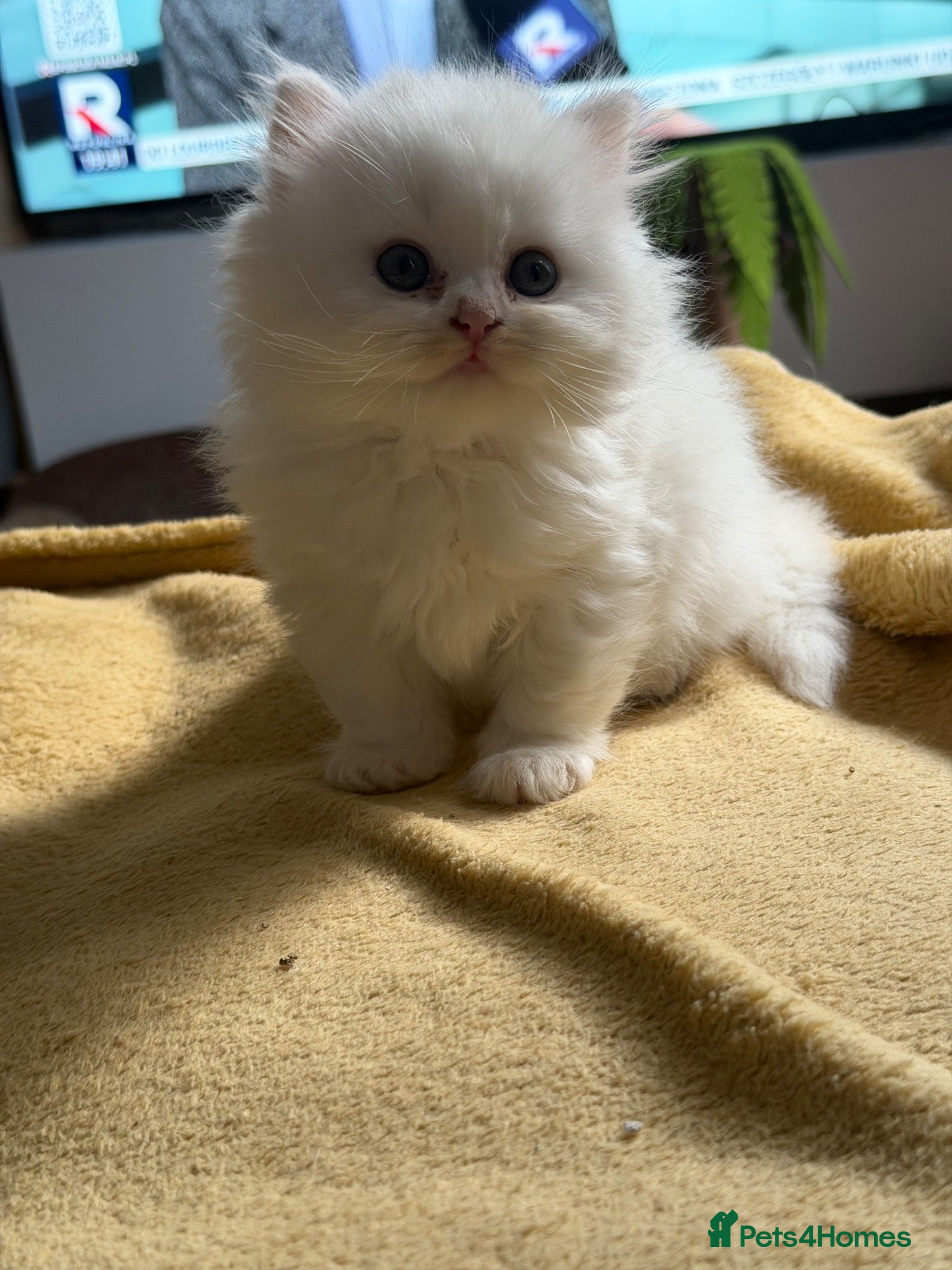 British Longhair cats Incredible BLH kittens GCCF registered  - Advert 1