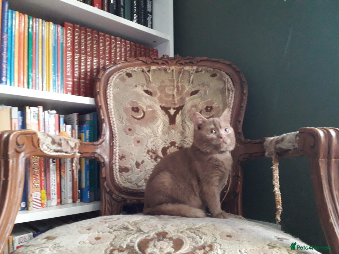 British Shorthair cats for sale: British Shorthair kittens - Advert 10