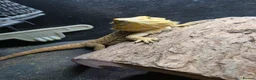 Bearded Dragon reptiles for sale: Bearded dragon  - Advert 1