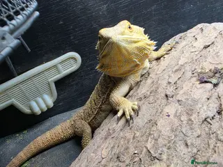 Bearded Dragon reptiles Bearded dragon - Advert 1