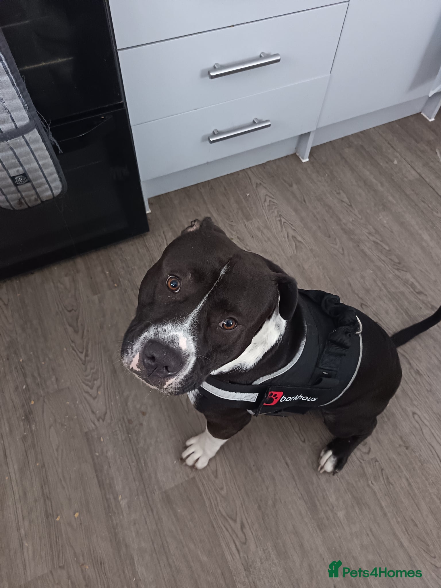 Mixed Breed dogs Pocket bully cross staff - Advert 1