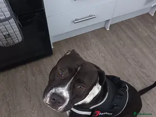 Mixed Breed dogs Pocket bully cross staff - Advert 1