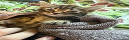 Mixed Breed cats for sale: Gorgeous kittens - Advert 4