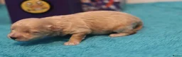 Maltipoo dogs for sale: 4 Apriciot F1 Maltipoo Puppies - Advert 14