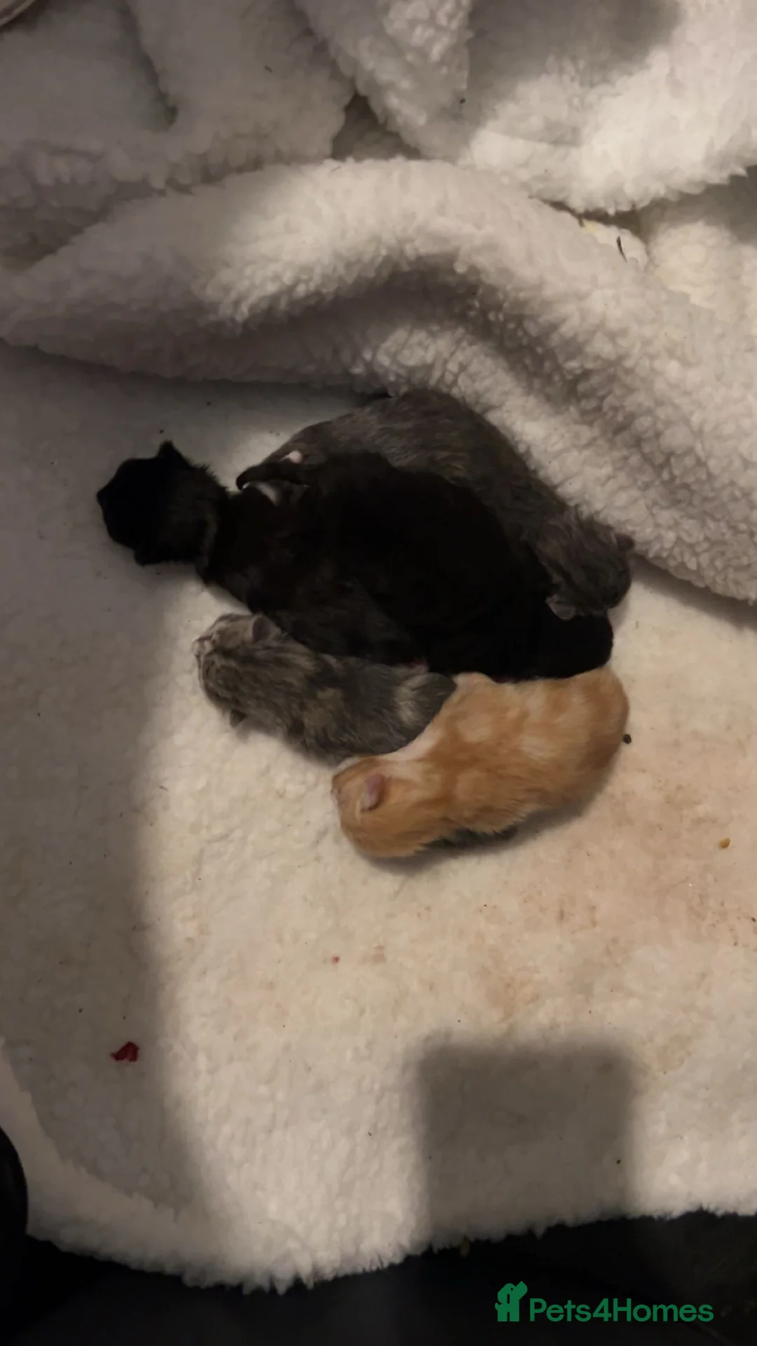 Mixed Breed cats for sale: 5 beautiful kittens for sale! in Milton Keynes - Advert 10