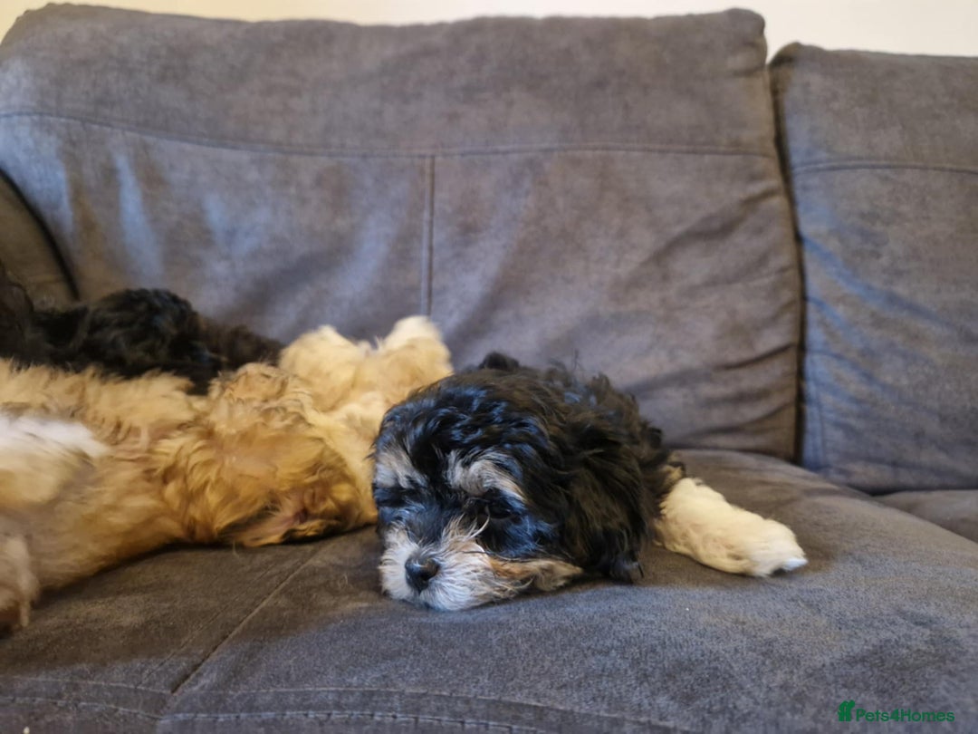 Maltipoo dogs for sale: MALTIPOO 🥰🥰 READY TO LEAVE  - Advert 31