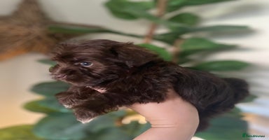 Miniature Schnauzer dogs - Advert 9