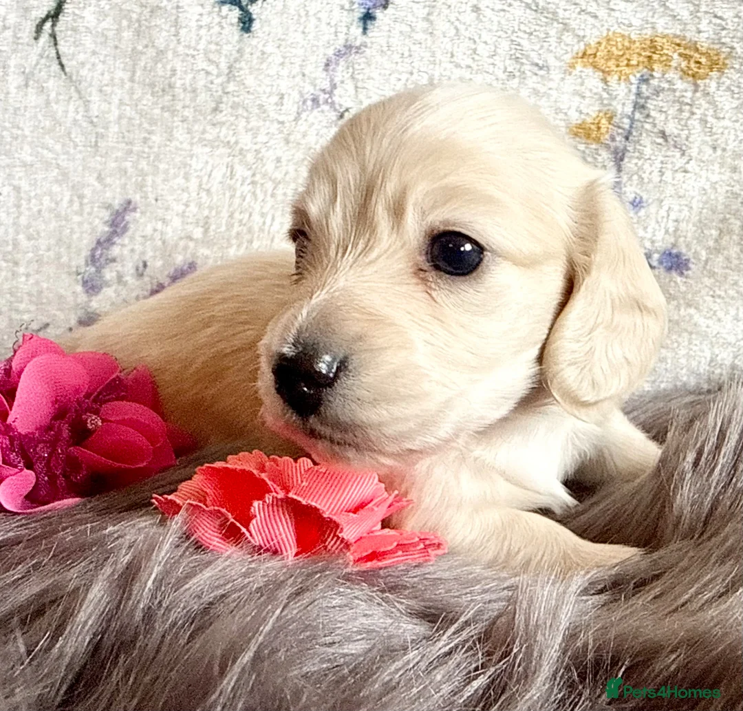 Miniature Dachshund dogs for sale: White/light cream tiny miniature dachshunds - Advert 2