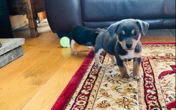 Jack Russell dogs for sale: Outstanding miniature Jack Russell puppies  - Image 9