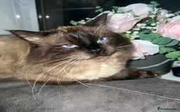 Ragdoll cats for stud: Stunning ragdoll for stud  - Image 3