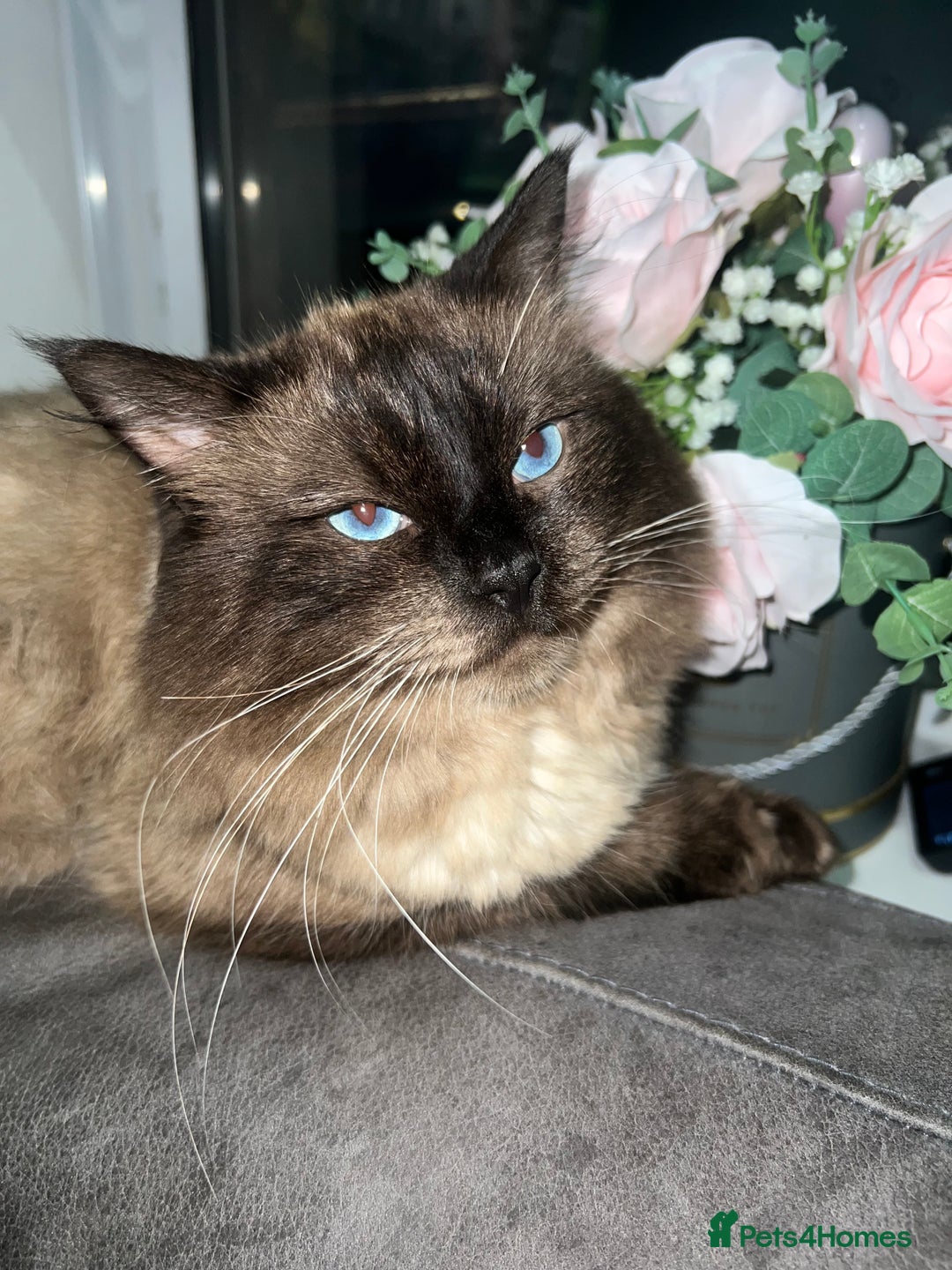 Ragdoll cats for stud: Stunning ragdoll for stud  - Image 3