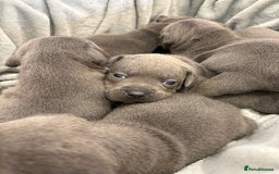 Staffordshire Bull Terrier dogs for sale: 💙💙Champion bloodline blue staffy pups !!!💙💙 - Image 9