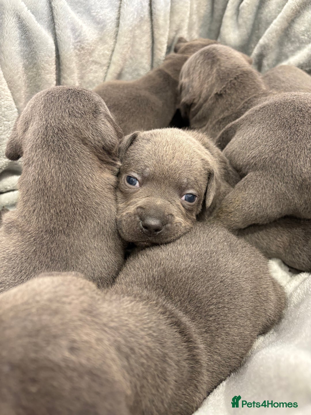 Staffordshire Bull Terrier dogs for sale: 💙💙Champion bloodline blue staffy pups !!!💙💙 - Image 9