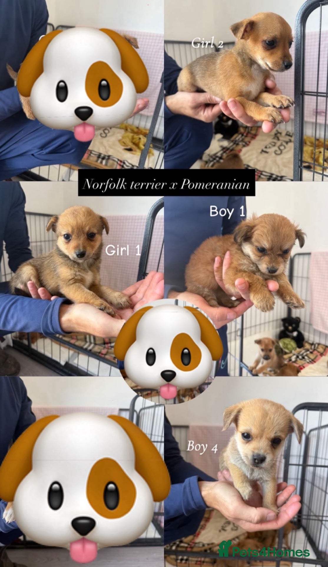Mixed Breed dogs 4 LEFT Norfolk terrier x Pomeranians READY NOW  - Advert 2
