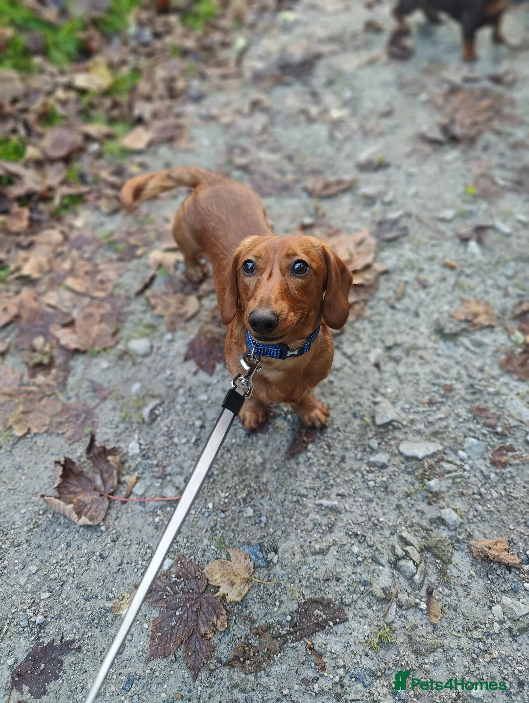 Miniature Dachshund dogs for stud: Miniature Daschund for Stud - Advert 4