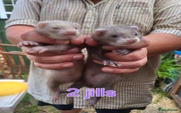 Ferret rodents for sale: 7 ferret kits. Hobs and Jill's available  - Image 1