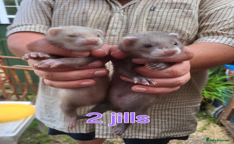 Ferret rodents - Advert 8