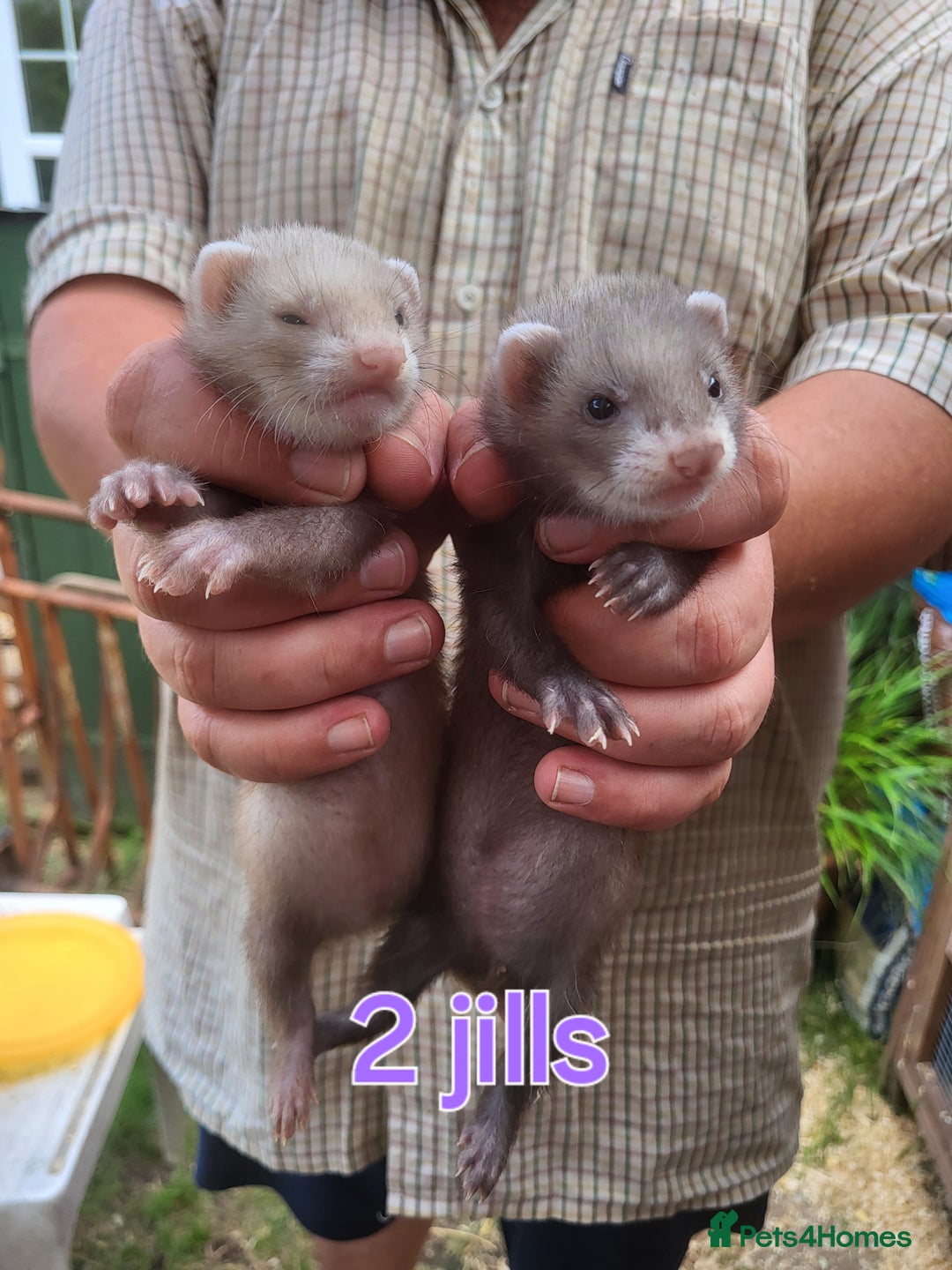 Ferret rodents for sale: 7 ferret kits. Hobs and Jill's available  - Image 1