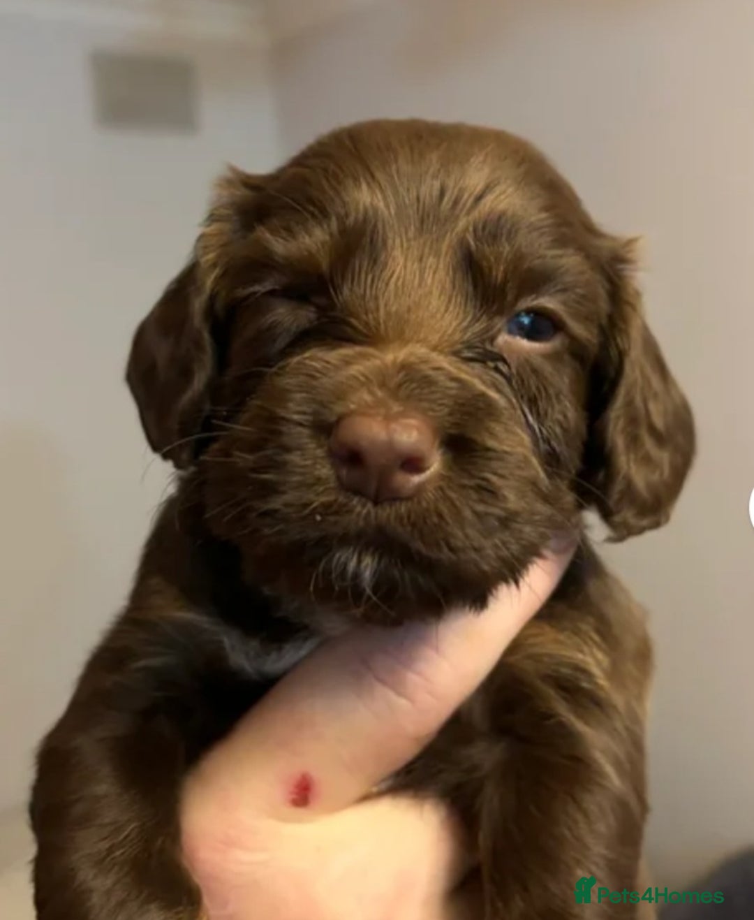 Cocker Spaniel dogs for sale: Cocker spaniel puppy  - Advert 4