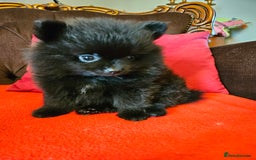 Pomeranian dogs for sale: 3 beautiful black pomeranian boys for sale  - Image 3