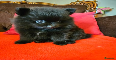 Pomeranian dogs - Advert 9
