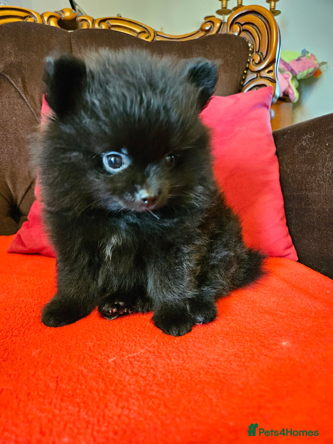 Pomeranian dogs for sale: 3 beautiful black pomeranian boys for sale  - Image 3