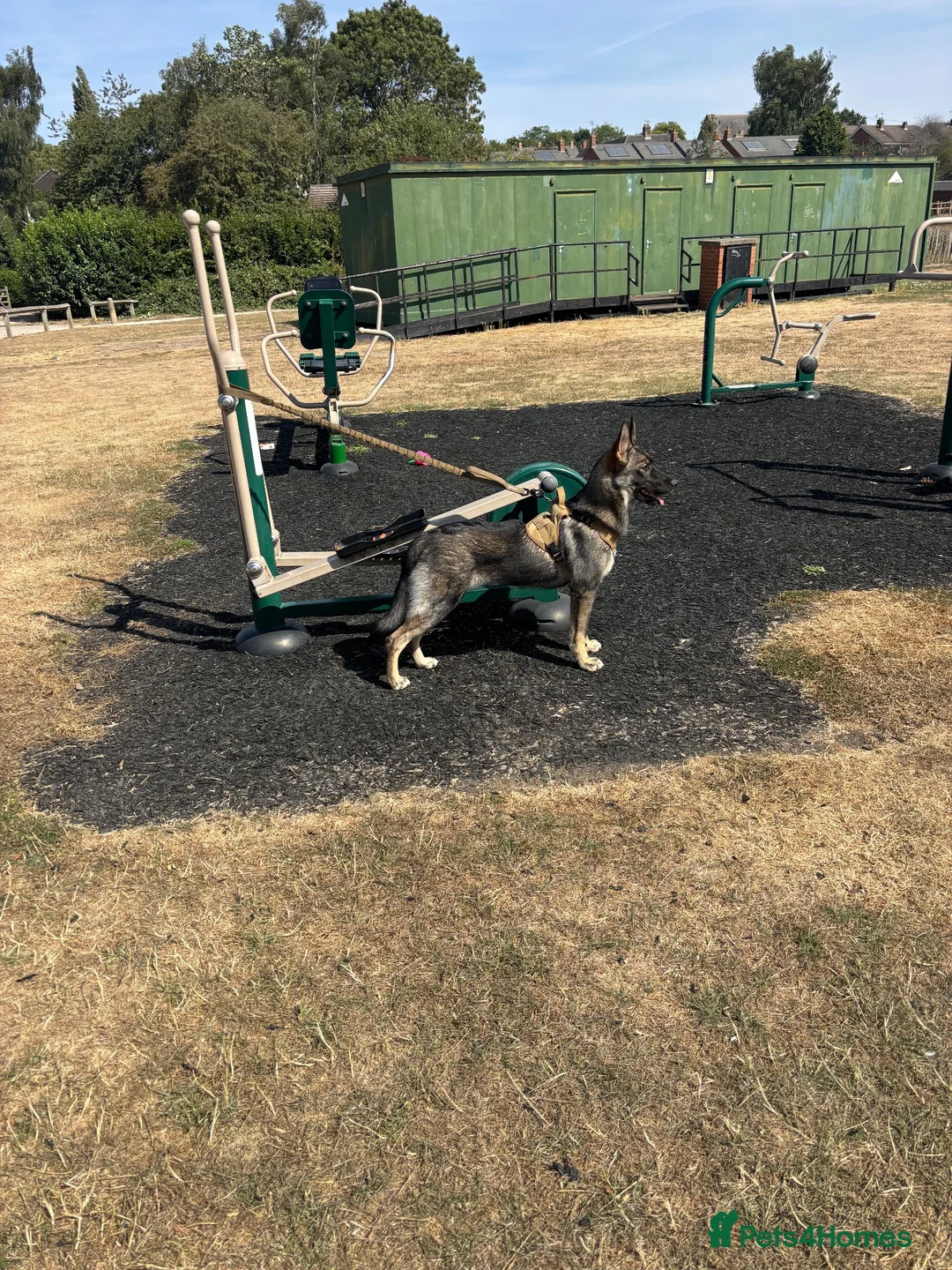 Mixed Breed dogs for sale: German shepherd x Caucasian shepherd  in Markfield - Advert 3