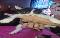 Mixed Breed cats for sale: Kittens ready for new homes  - Image 9
