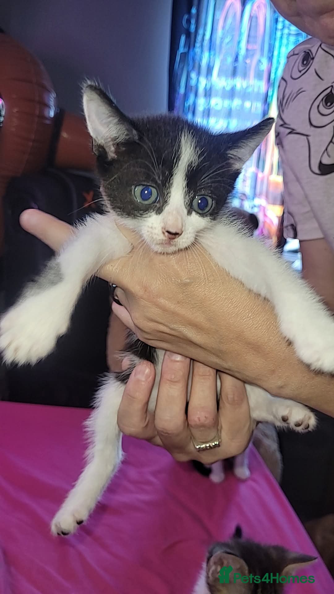 Mixed Breed cats for sale: Kittens ready for new homes  - Image 9