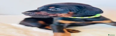 Dobermann Puppy 6