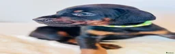 Dobermann dogs for sale: CHESHIRE WORLD CLASS DOBERMAN PUPPY in Winsford - Advert 8