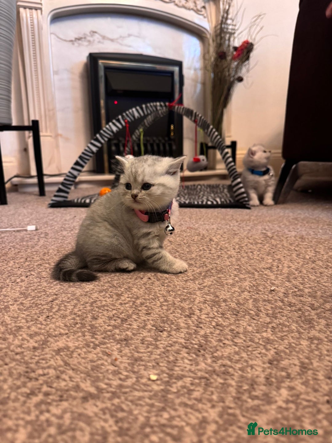 British Shorthair cats for sale: 1 boy 1 girl, ready to leave 11th March - Advert 1