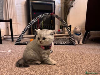 British Shorthair cats 1 boy left 💙, ready to leave 11th March - Advert 14