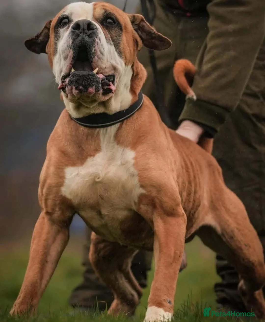 Alapaha Blue Blood Bulldog dogs for sale: SUPERB PICK OF LITTER PUP 5***** - Advert 15