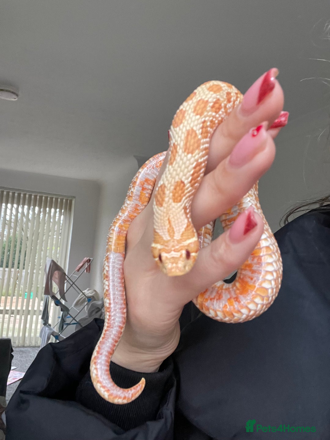 Snake reptiles for sale: Hog nose snake - Advert 2