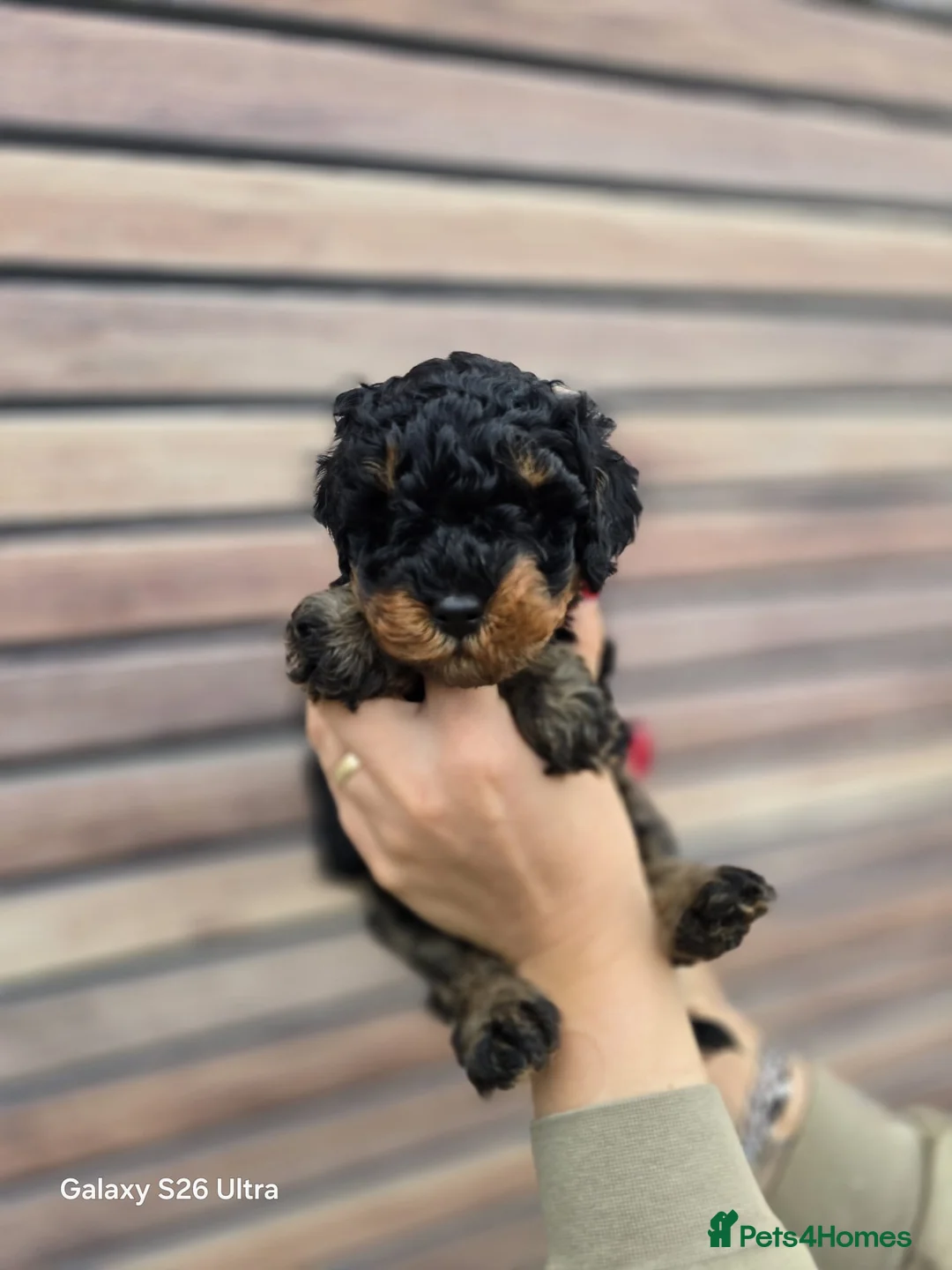 Toy Poodle dogs for sale: Pure toy poodle  - Advert 22