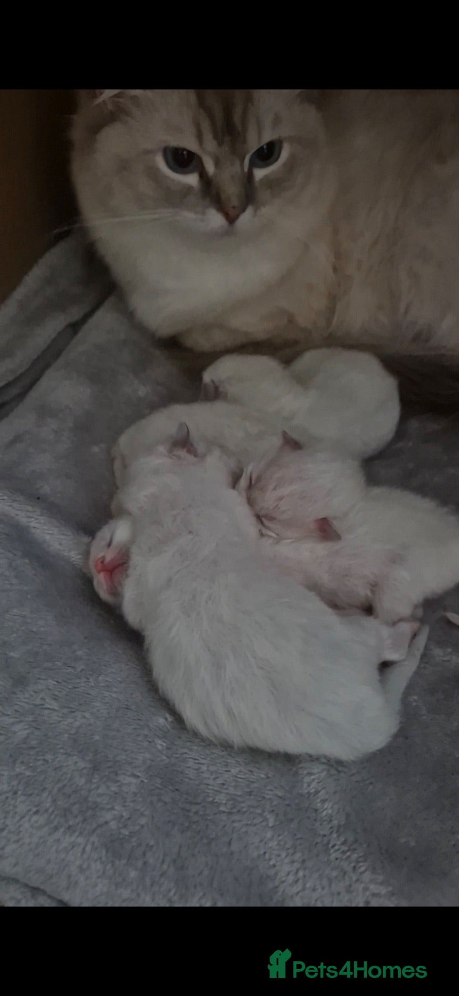 Ragdoll cats Huge Ragdoll Kittens  - Advert 2
