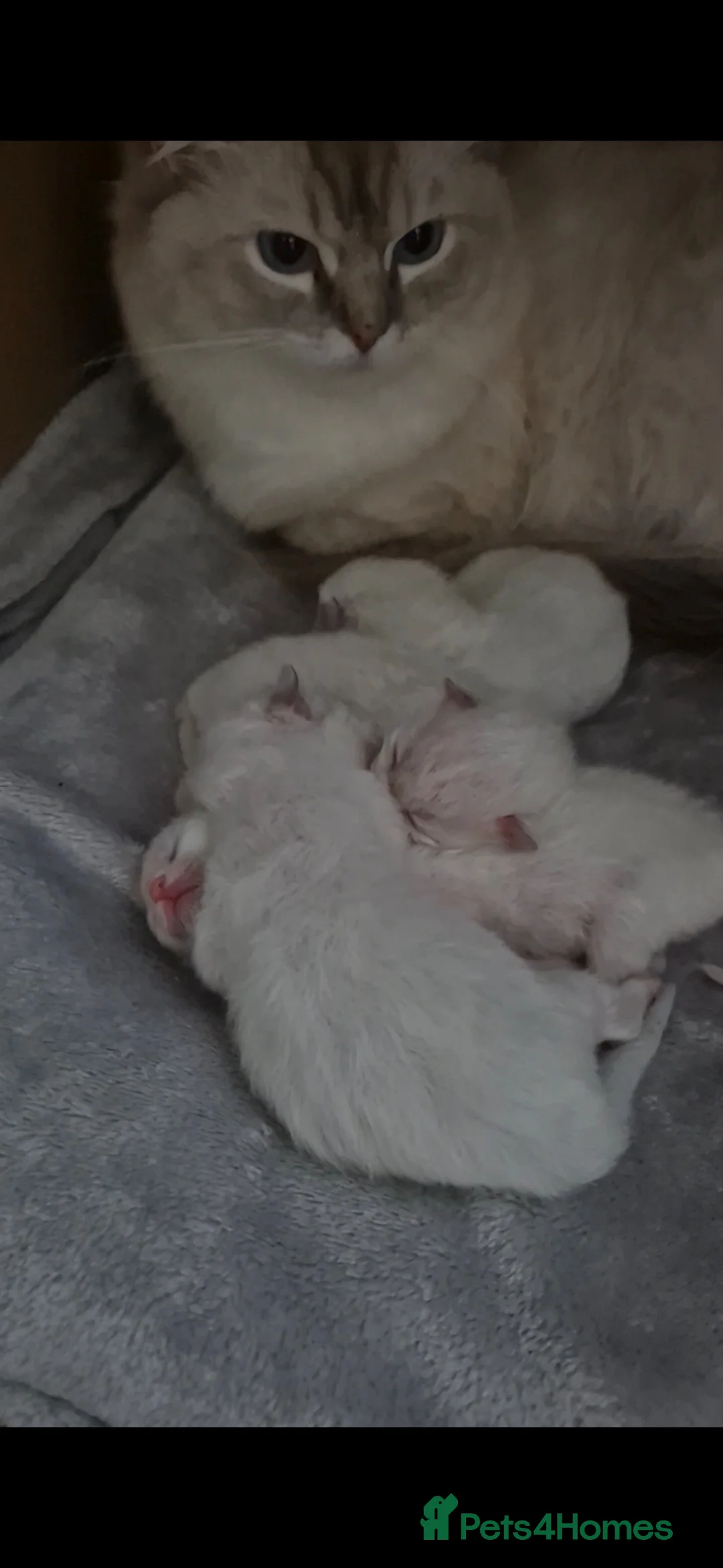 Ragdoll cats for sale: Huge Ragdoll Kittens  - Advert 1